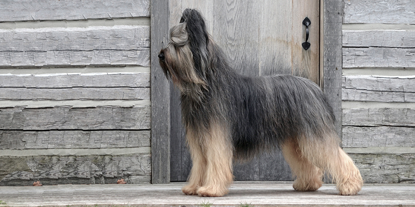 Briard Ohio Colby