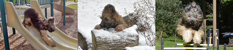 Briard Candids