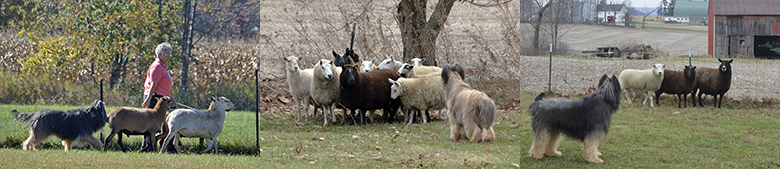 Briards Herding